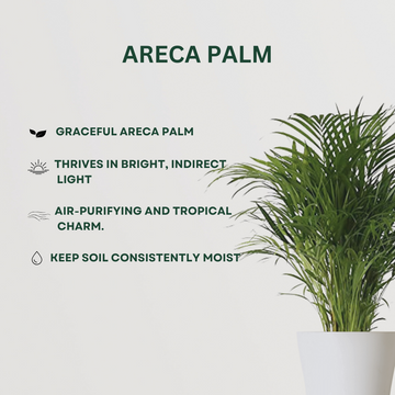 Anti-pollution plant combo pack